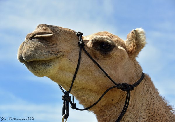 Terri Bowen Lindley at 