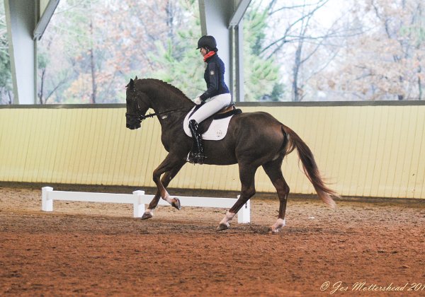 NA Stallion Test - 2015